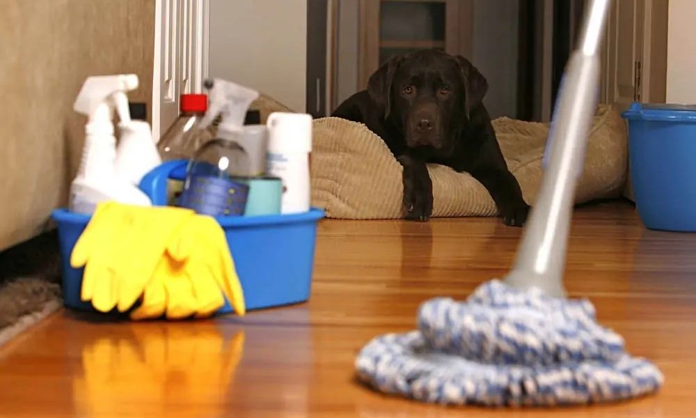 Senior home cleaning services